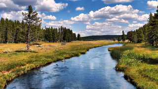 Lush forest stream river sunny - river free wallpaper