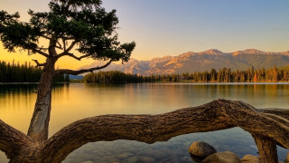 Tree branch lake mountains sunset - bob ross free wallpaper for desktop