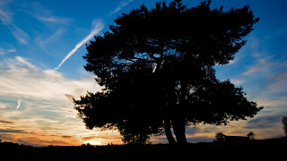 Sunset tree silhouette contrail plane - against free wallpaper for desktop