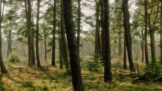 Forest bushes trees sunlight ruins - lot of trees and grass free wallpaper