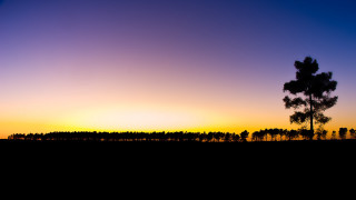 Lone tree sunset field distant - a line of trees free wallpaper for desktop
