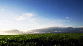 Lone tree grassy field cloudy 7 - a grassy field under a cloudy sky free wallpaper
