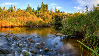River forest autumn leaves campfire - rock and grass free wallpaper for desktop