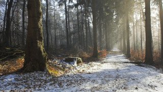 Winter forest snowy path trees - the ground and trees free wallpaper for desktop
