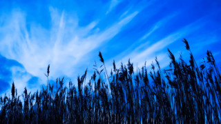 Blue sky clouds tall grass 2 - blue sky free wallpaper for desktop