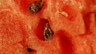 Watermelon bug macro autumn fire - a close up of a piece free wallpaper