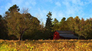 Red barn autumn leaves matte - tall free wallpaper