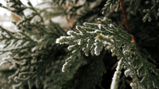 Snowy branch closeup nature bokeh - free christmas wallpaper for desktop