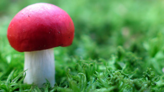 Red mushroom lush green field 5 - a lush green field of grass free wallpaper for desktop