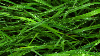 Grass water droplets macro nature 7 - a close up of a grass free wallpaper