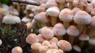 Mushrooms tree branch forest macro 2 - high detail free wallpaper