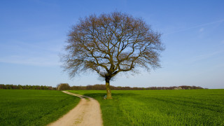 Dirt road green field tree - a tree in the middle of it free wallpaper
