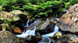 Forest stream waterfall moss rocks - the rock free wallpaper