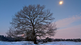 Snowy tree moon bench winter - a bench in the foreground free wallpaper