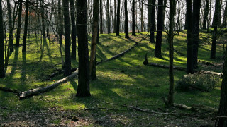 Grassy area trees bench land - a grassy area free wallpaper
