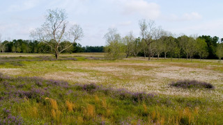 Field trees flowers blue sky - charles ragland bunnell free wallpaper