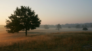 Foggy tree field gradient sky - digital photography free wallpaper