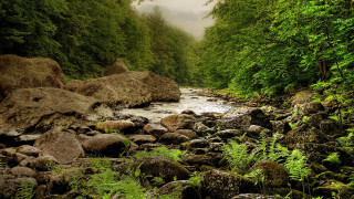 River forest rocks ferns nature - the rock free wallpaper