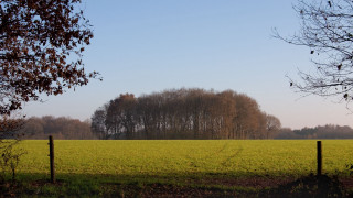 Fence trees bushes sky autumn - de hirsh margule free wallpaper