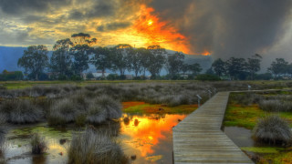 Wooden walkway marshy landscape autumn - a wooden walkway free wallpaper