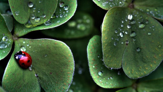 Ladybug green leaf water droplets 14 - aloysius okelly free wallpaper