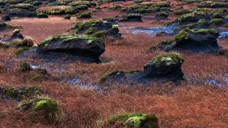 Mossy rocks field water sunset - rock and grass free wallpaper for desktop