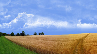 Wheat field dirt road blue - a dirt road in the middle of it free wallpaper