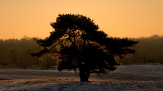 Tree sunset snow backlighting autumn - a sunset in the background free wallpaper for desktop