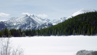 Snowy mountain forest bush branch - a mountain in the background and trees free wallpaper