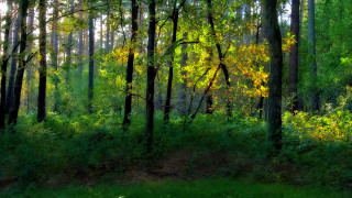 Forest green trees tall grass - ground next free wallpaper
