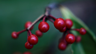 Berry closeup macro bokeh food - a blurry background of leaves free wallpaper