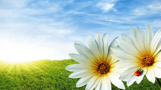 White flower bug field sunshine 2 - the sun shining behind them free wallpaper