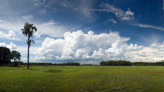Palm tree field blue sky - a large field free wallpaper