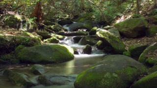 Stream lush forest mossy rocks - the rock free wallpaper