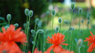Flower bubble bokeh blurry field - ammi phillips free wallpaper