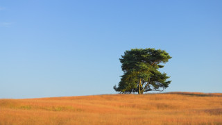 Lone tree field blue sky 8 - caspar david friedrich free wallpaper