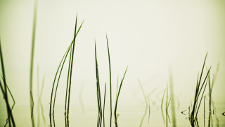 Tall grass water sky birds - a few bird free wallpaper for desktop