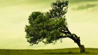 Lone tree grassy field cloudy 11 - single free wallpaper