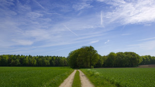 Dirt road green field trees 2 - wispy free wallpaper