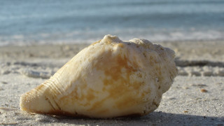 Shell sand beach ocean sky - free beach wallpaper for desktop