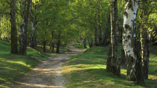 Dirt road forest bridge nature - a dirt path free wallpaper