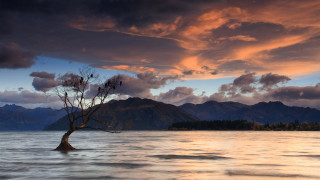 Lone tree lake mountains sunset - bob thompson free wallpaper
