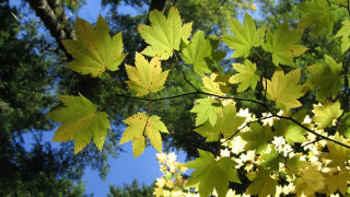 Yellow leaves blue sky autumn 2 - yellow leaf free wallpaper