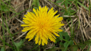 Yellow flower macro bokeh blurry - a blurry background of grass free wallpaper
