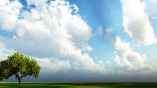 Lone tree cloudy sky matte - a lone tree in a field under a cloudy sky free wallpaper