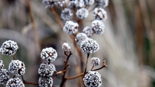 Snow flower branch macro winter - a close up of a plant free wallpaper for desktop