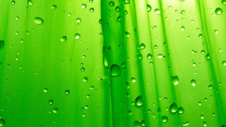 Green water drop bubble macro - art green free wallpaper