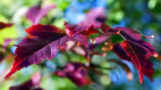 Tree red leaves green background 2 - a close up of a tree free wallpaper