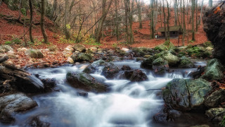 Small stream forest rocks trees - alen divi free wallpaper