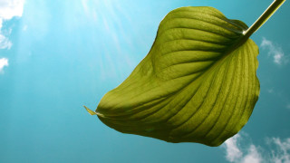 Large green leaf sky clouds 2 - the leaf free wallpaper
